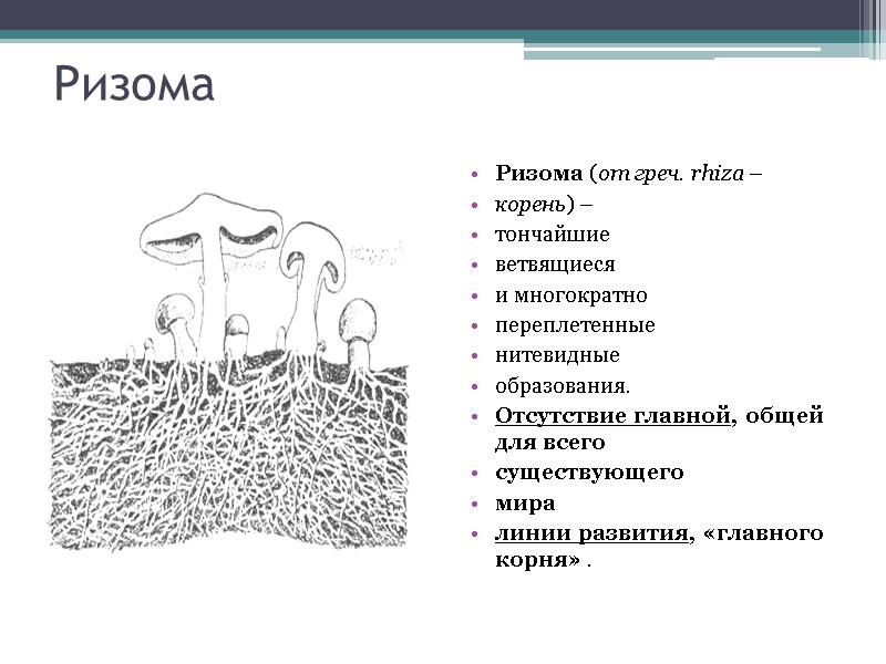 Ризома Ризома (от греч. rhiza –  корень) –  тончайшие  ветвящиеся 